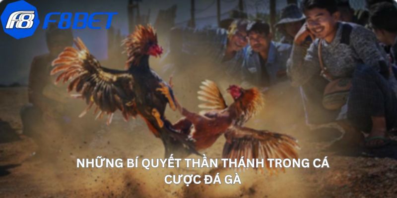 Những bí quyết thần thánh trong cá cược đá gà