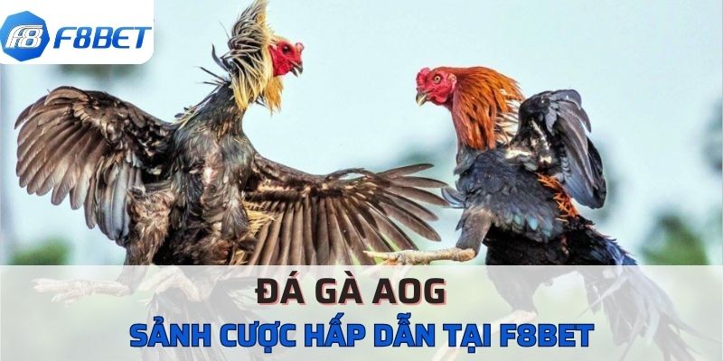 Sảnh đá gà AOG có rất nhiều mức cược hấp dẫn